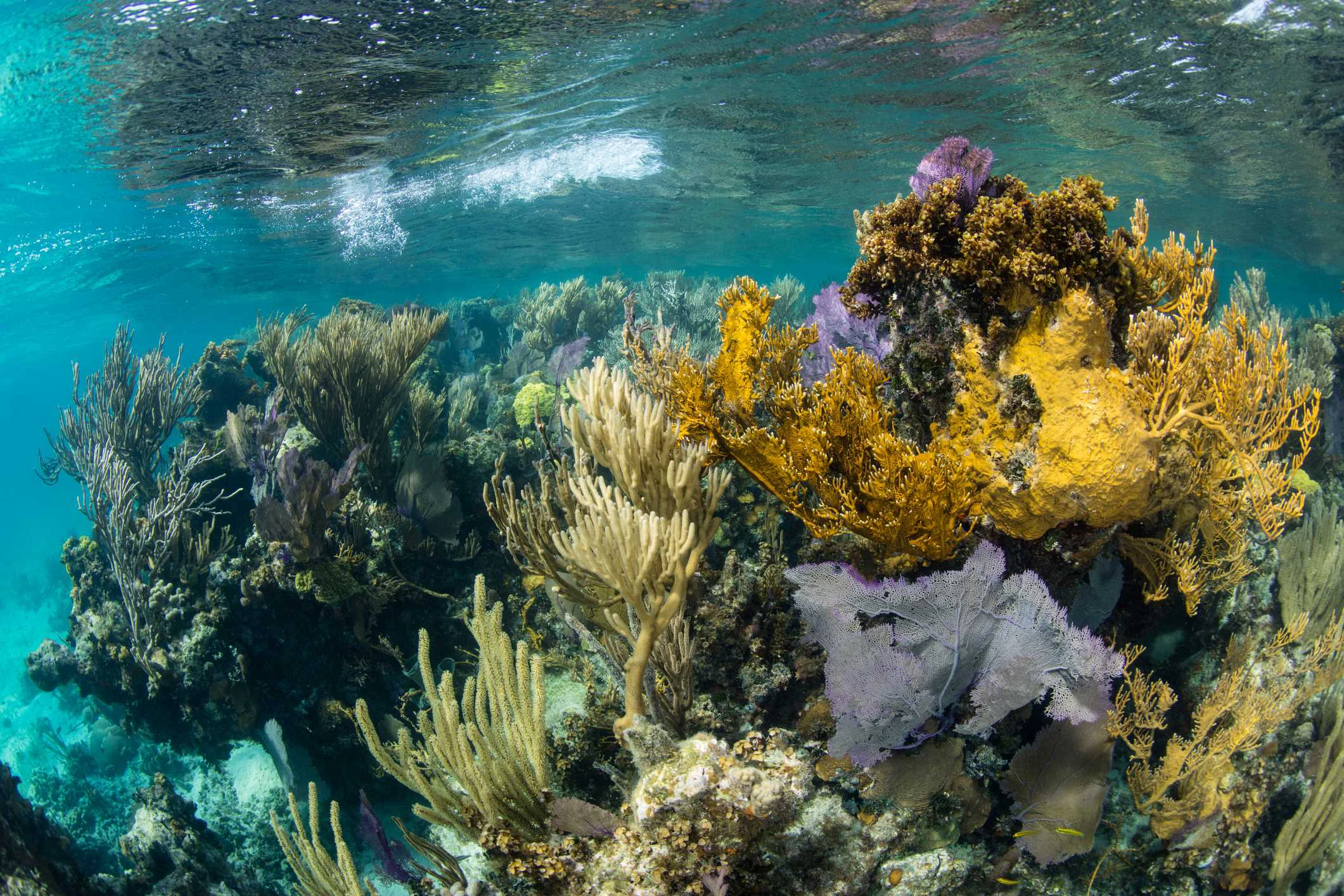 Coral reef in Belize