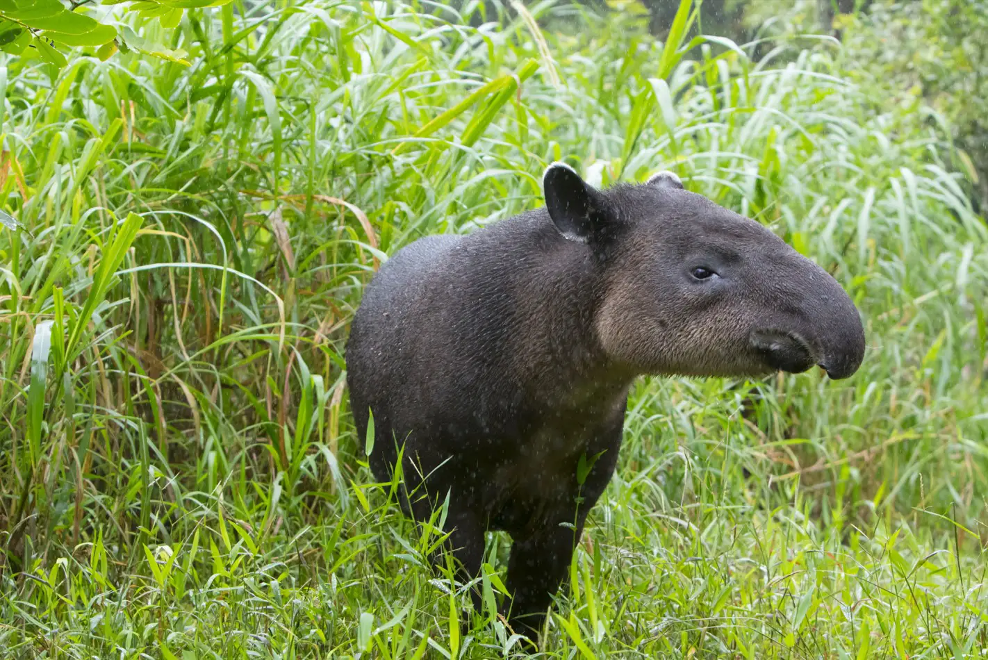 Tapir in Belize Zoo