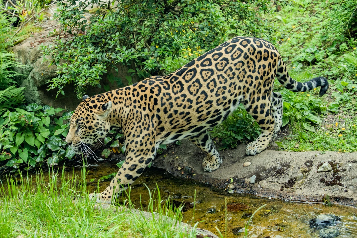 Jaguar