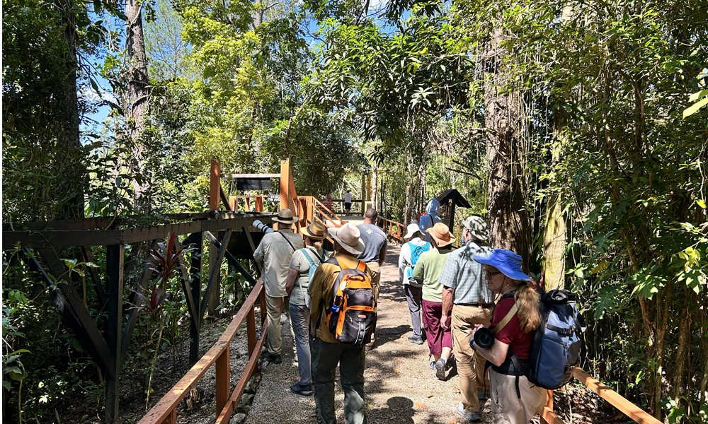 a group of people crossing a jungle boardwalk