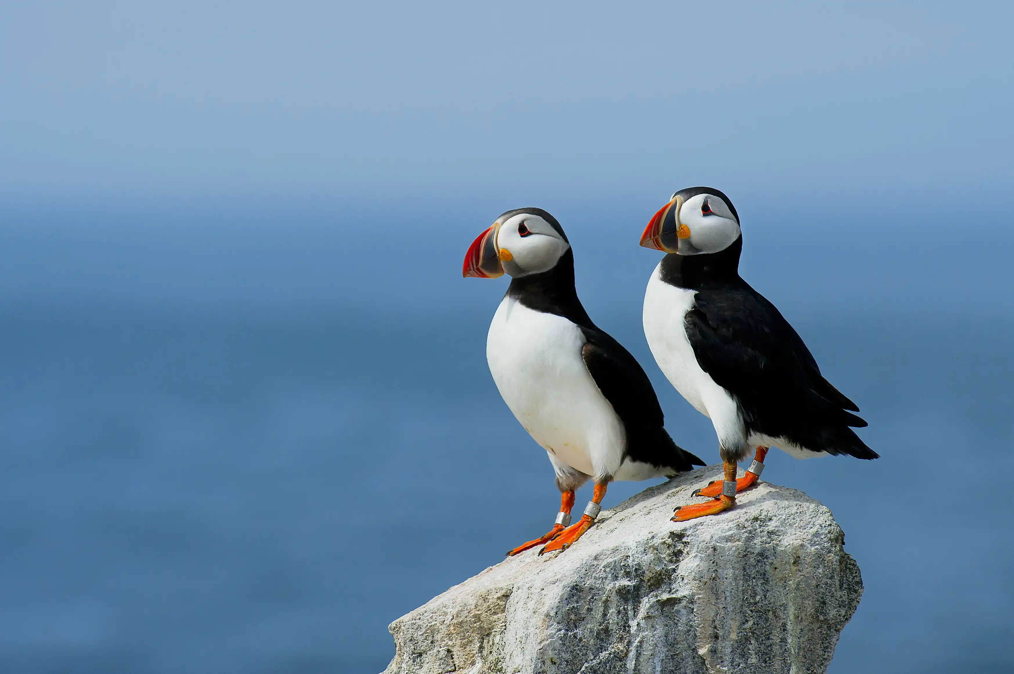 Puffins on Heimaey island 