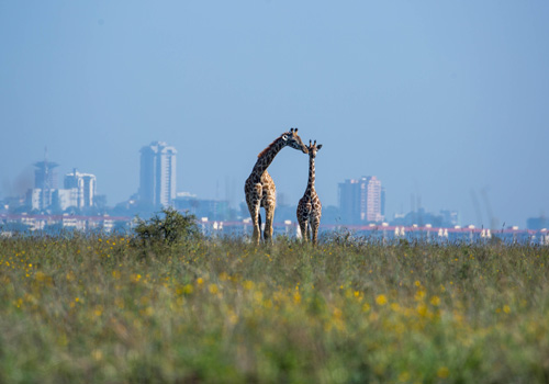 nairobi