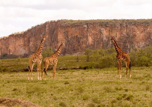 Giraffes in Hells Gate National Park