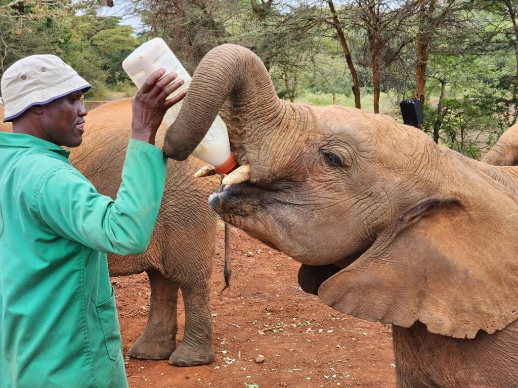 Feeding elephants at the Daphne Sheldrick Elephant Orphanage