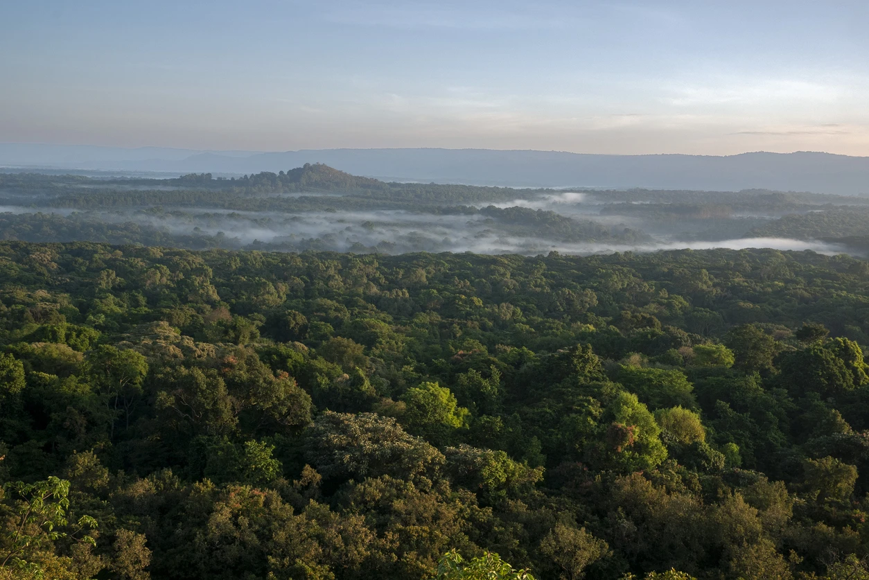 Kakamega Forest