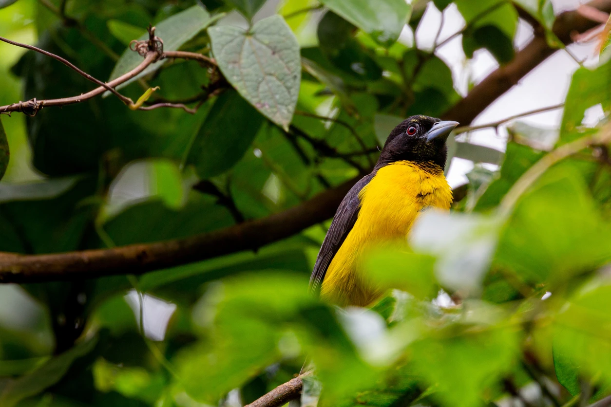 A dark-backed weaver in Kakamega Forest