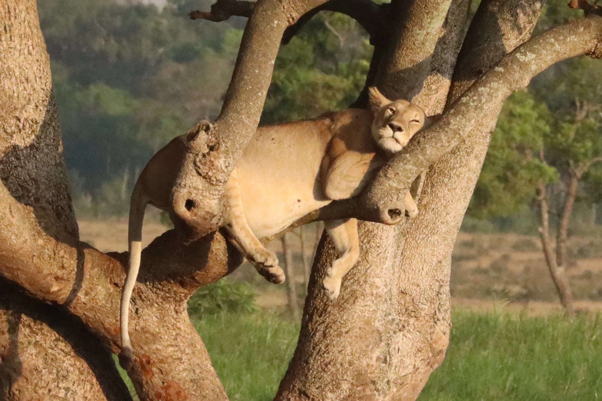 Sleeping lioness in Nakuru National Park