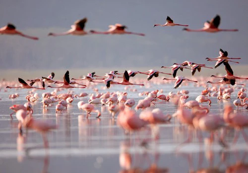 Flamingos in Nakuru National Park