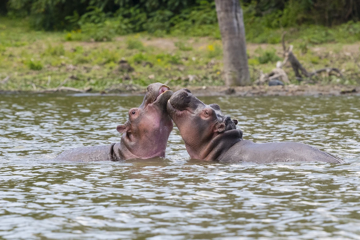 Hippos in Lake Naivasha