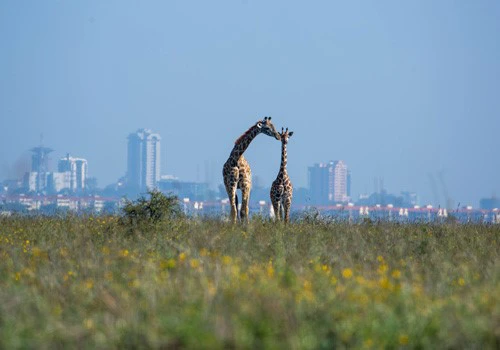 Giraffes with Nairobi as the backdrop