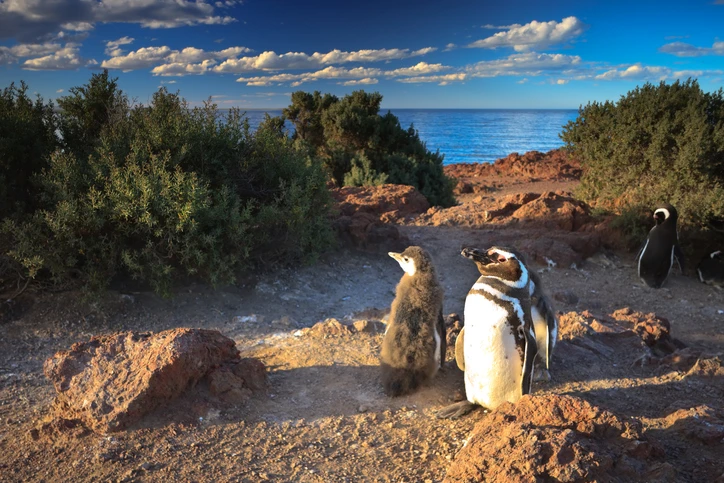 Penguins in Isla Pingüino National Park
