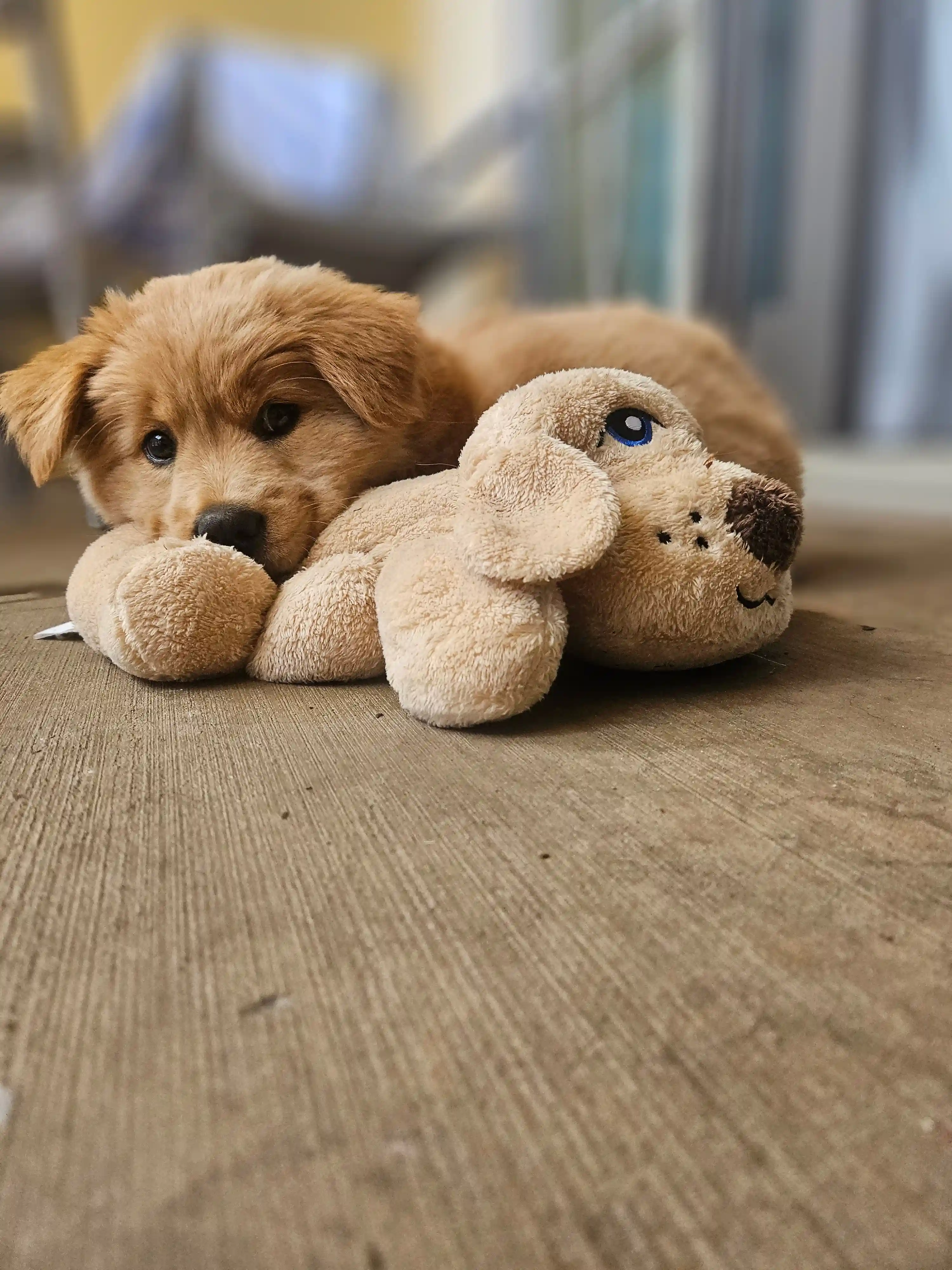 Tripaw puppy named Goldie