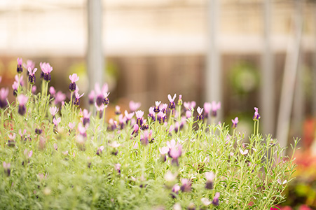 landscape plants